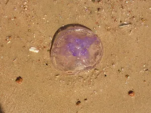 海滩桃花水母图片_1
