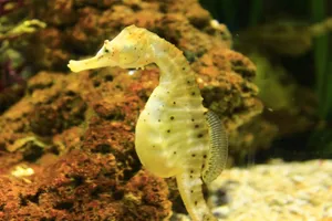 海里的海马图片