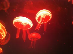 红光水母图片