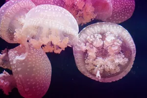 彩色水母图片_1