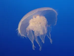 月亮水母图片