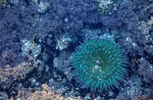 水族馆海葵图片_1