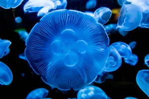 蓝色水母图片_1
