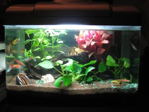 水族箱图片_1