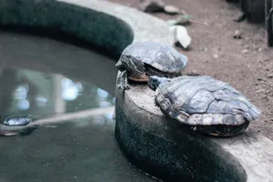 两只乌龟图片第1张
