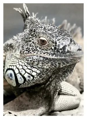 鬣鳞蜥图片