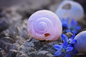 蜗牛壳图片_1