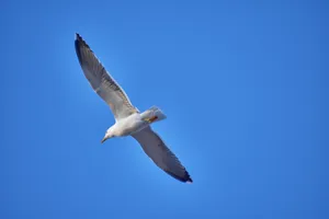 天空海鸥高飞图片