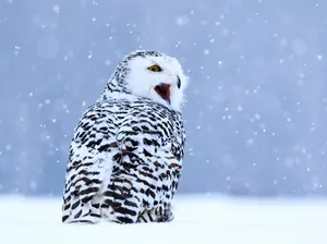 霸气雪鸮图片