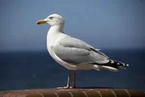 高清海鸥摄影图片