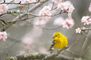 春天小鸟唯美意境图片