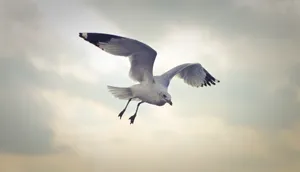 天空飞翔的海鸥图片