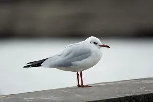 海鸥摄影图片
