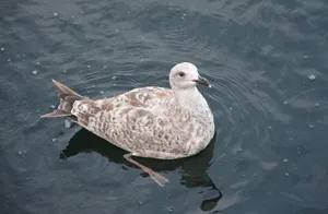 游水的海鸥图片第1张