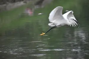 飞翔的白鹤图片