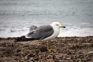 海边休憩海鸥图片第1张