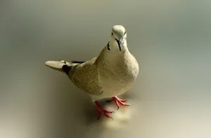 鸽子特写图片_1