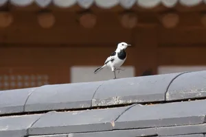 鹡鸰图片第1张