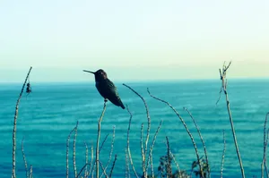 海边蜂鸟图片第1张