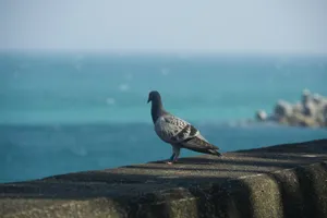 海边鸽子图片