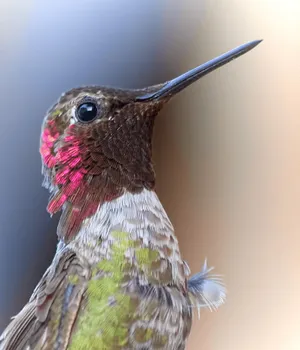 蜂鸟特写图片