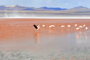 红湖火烈鸟图片