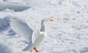 雪雁图片_1