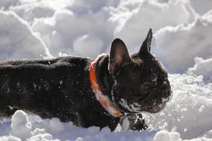 雪地里法国斗牛犬图片_1