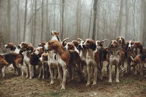 纯种惠比特犬图片第1张