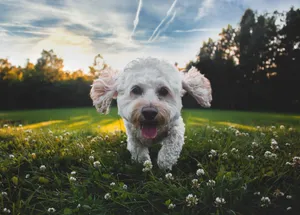 可爱白色比熊犬图片