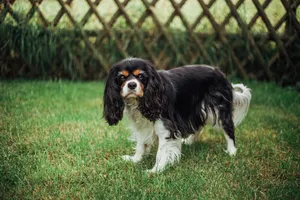 查理士王小猎犬图片