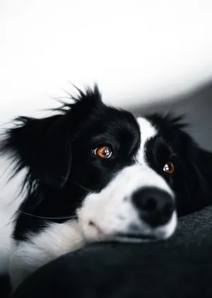 纯种边牧成犬图片