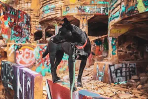 短毛纯黑土狗图片