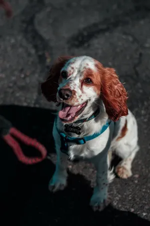 短毛可卡犬图片_1