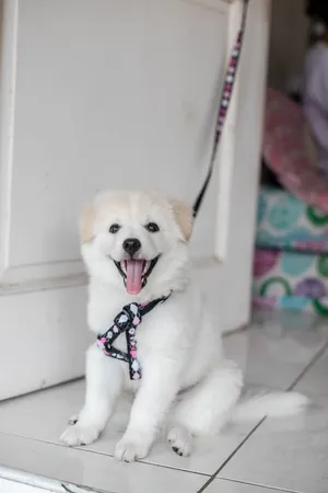 白秋田犬图片