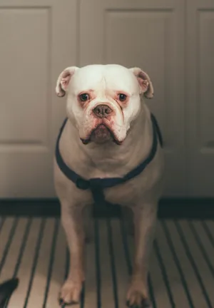 胖胖英国斗牛犬图片