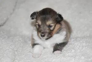 宠物牧羊犬图片_1