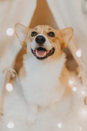 柯基犬图片欣赏