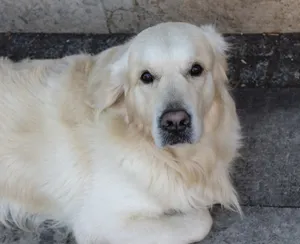 大型白色宠物犬图片