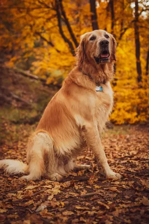 纯种美系金毛犬图片欣赏