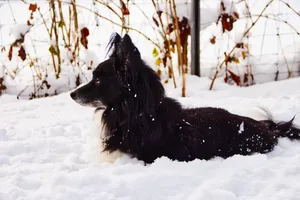 雪地黑色宠物狗图片