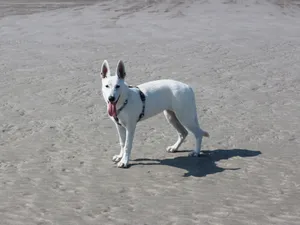 白色牧羊犬图片