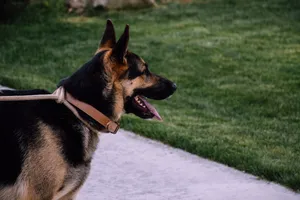狼犬成年犬图片