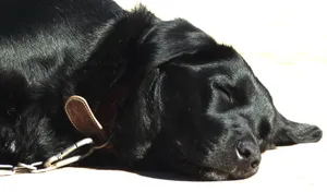 拉布拉多黑色犬图片