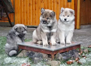 可爱呆萌小猎犬图片_1