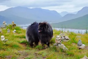 苏格兰牧羊犬可爱图片
