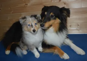 两只牧羊犬图片