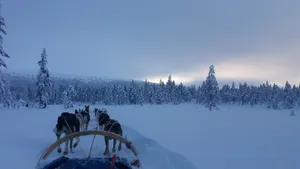 冬季雪地狗拉雪橇图片_1