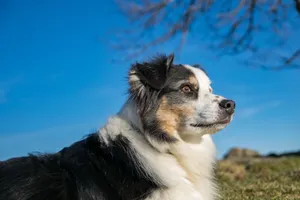 纯种澳洲牧羊犬图片_1