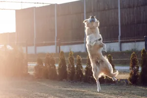金毛猎犬高跳图片_1